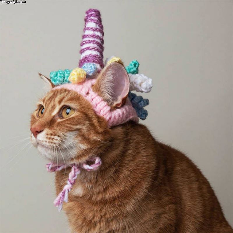 Unicorn Cat