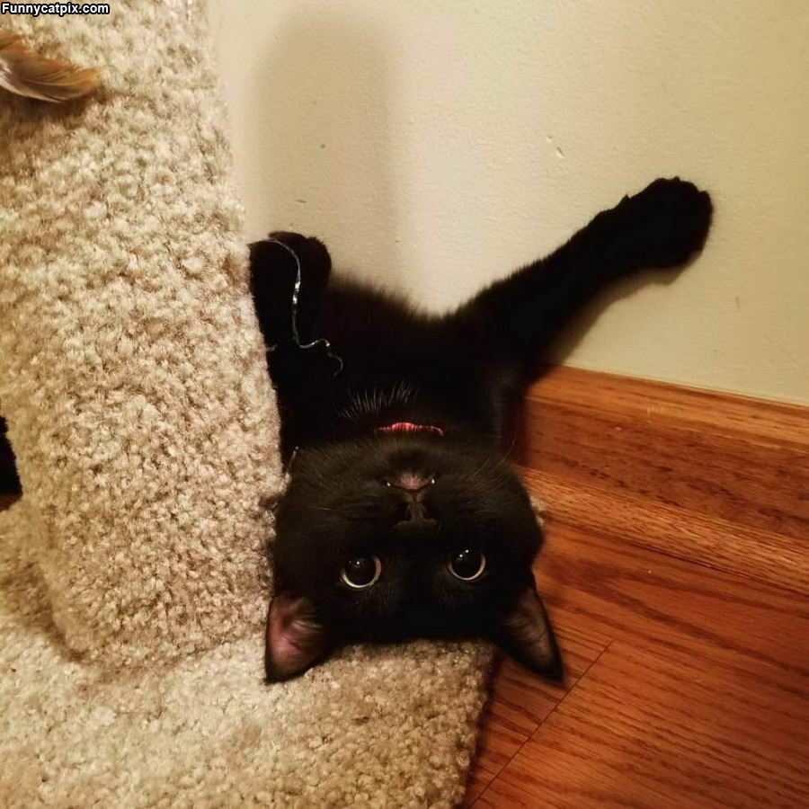 Upside Down