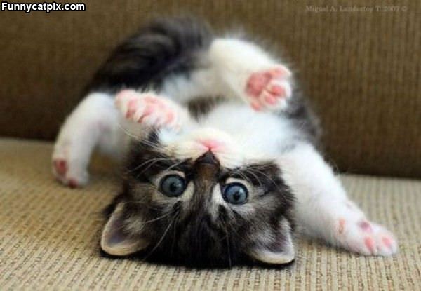 Upside Down Kitty