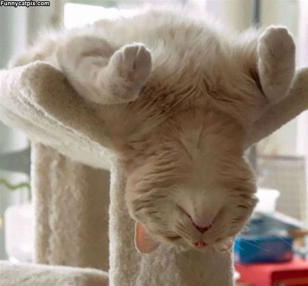 Upside Down Nap