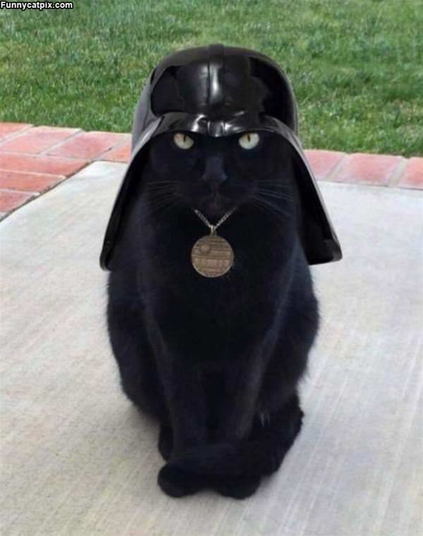 Vader Cat