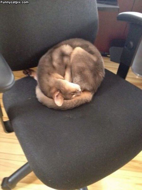 Very Curled Up