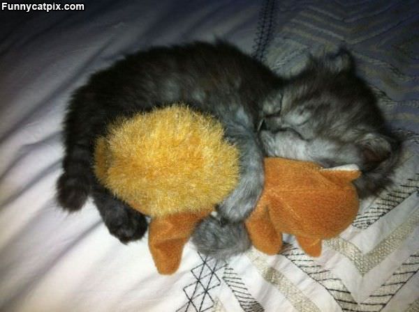 Very Cute Sleeping Kitten