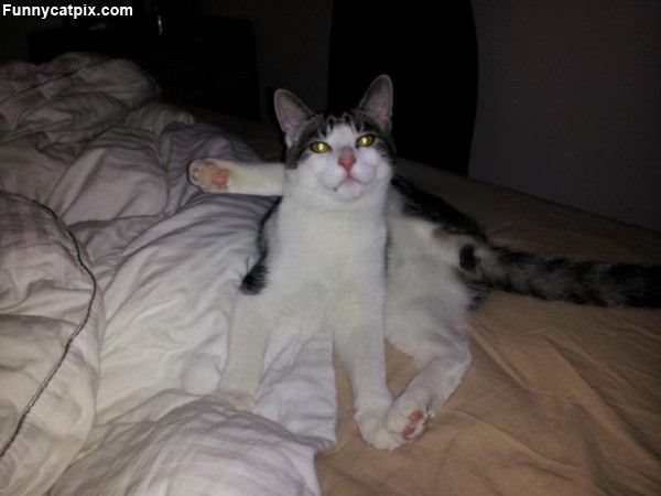 Very Flexible Cat