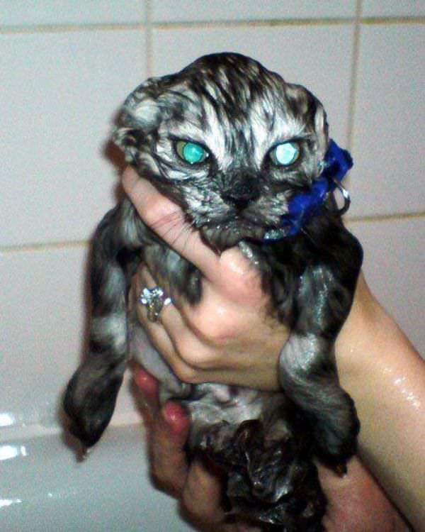 Very Wet Very Mad Cat