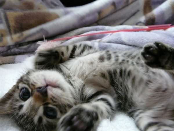 Wants To Play