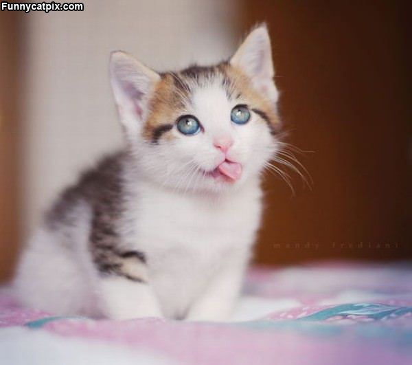 Wassupop Cat Tongue