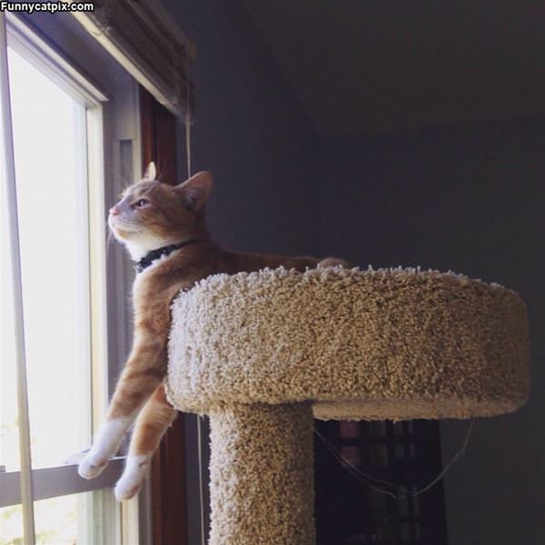Watching Everything