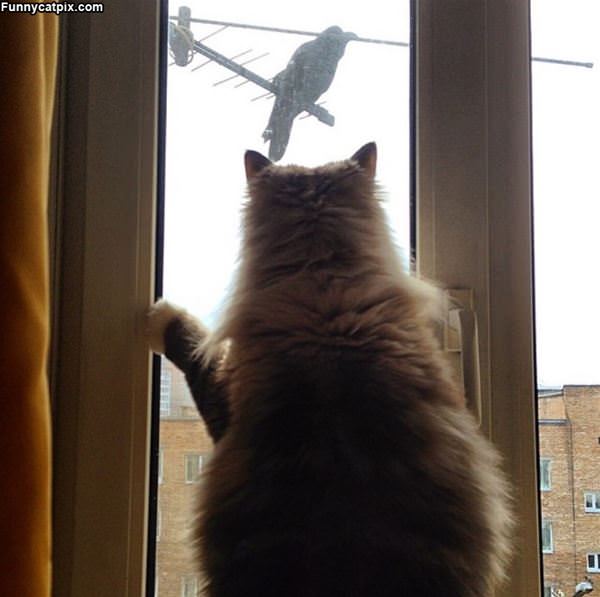 Watching That Bird