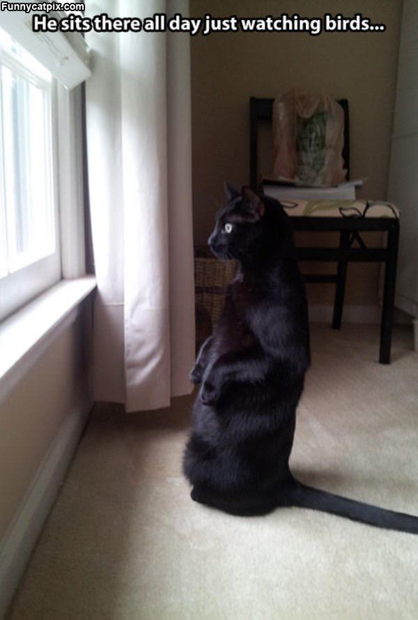 Watching The Birds