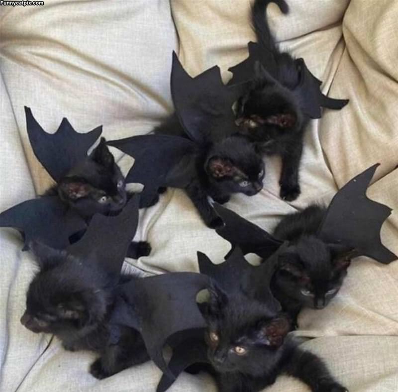 We Are Bat Cats