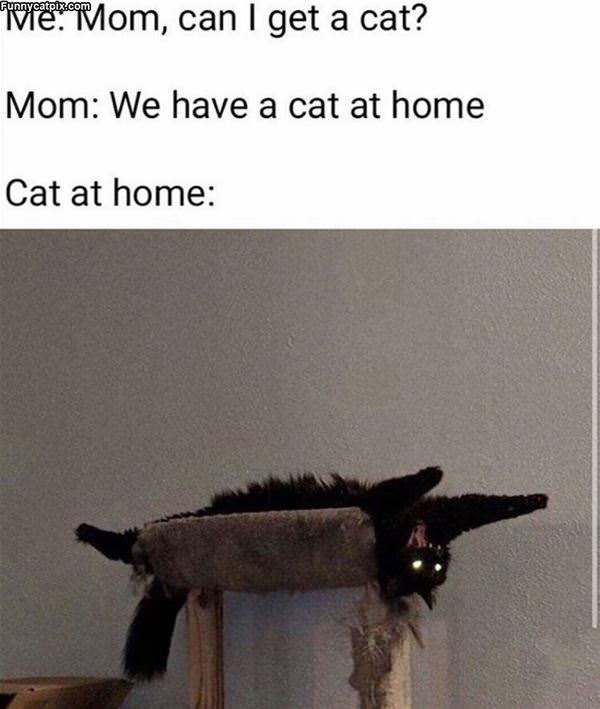 We Can Get A Cat