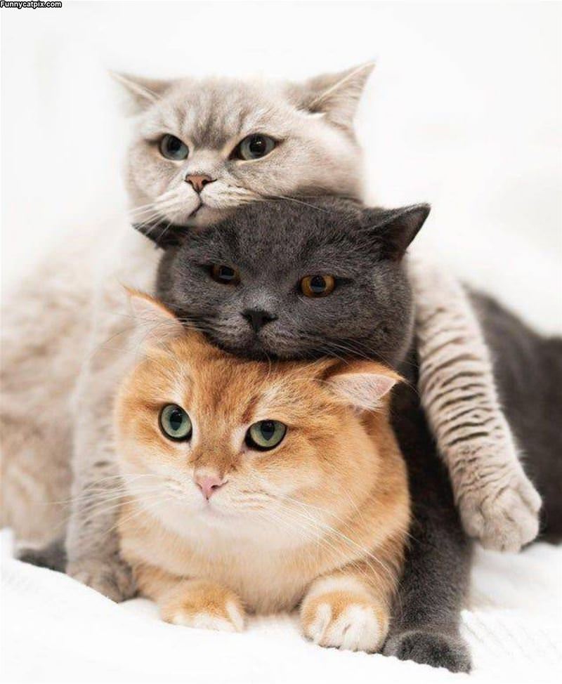 We Can Stack Cats