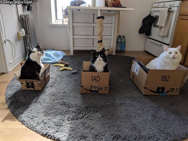 We Love Our Boxes