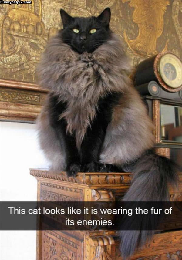Wearing A Fur