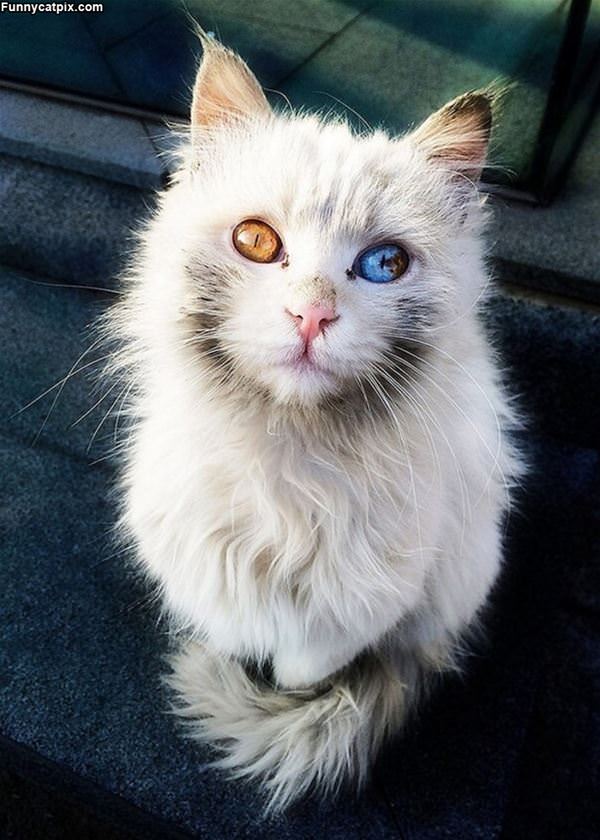 What A Beautiful Cat