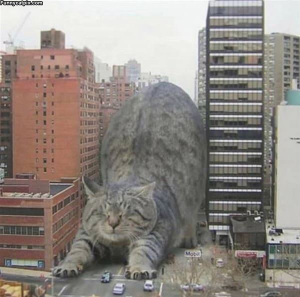What A Giant Cat Would Look Like