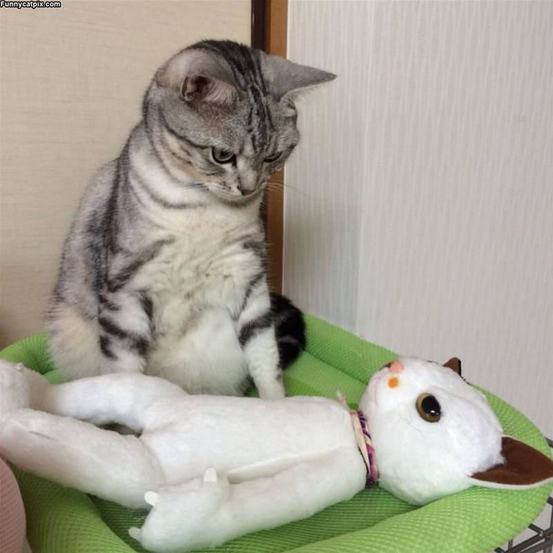 What Is Going On Here