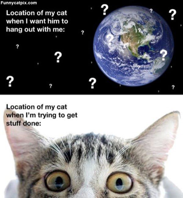 When The Cat Is Around