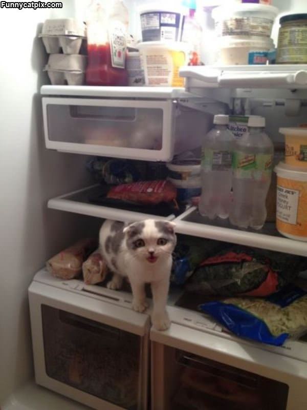 Where Is The Tuna