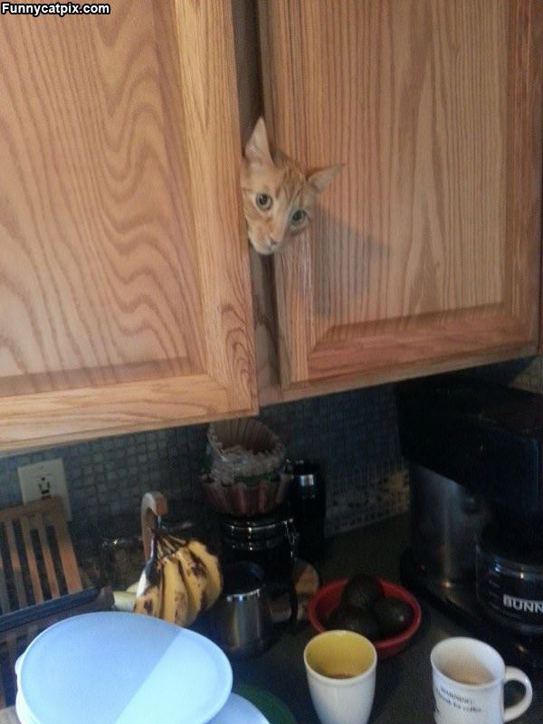 Where Is The Tuna