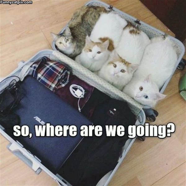 Where We Going
