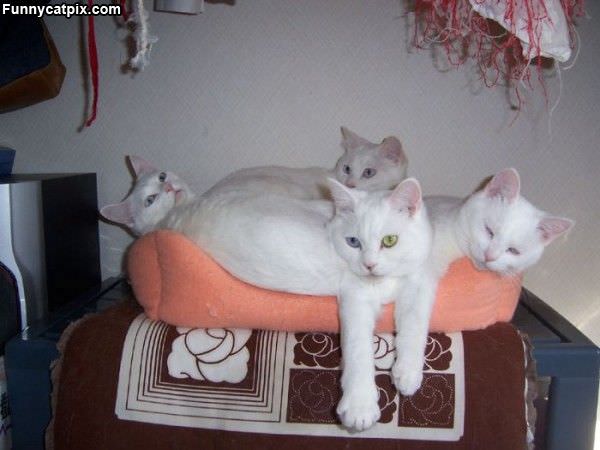 White Cats