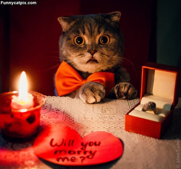 Will You Marry Me