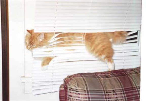 Window Blinds Cat