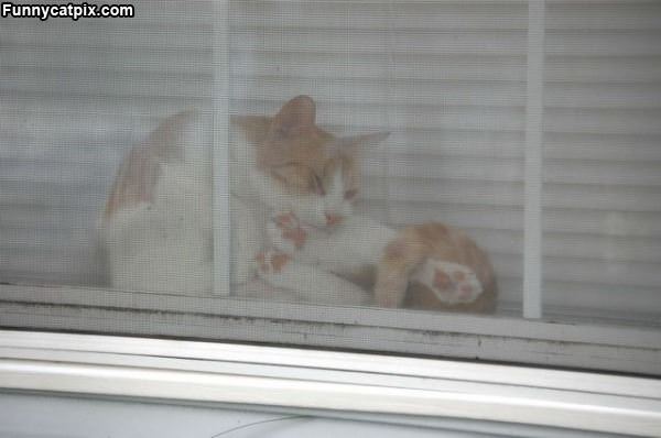 Window Yoga