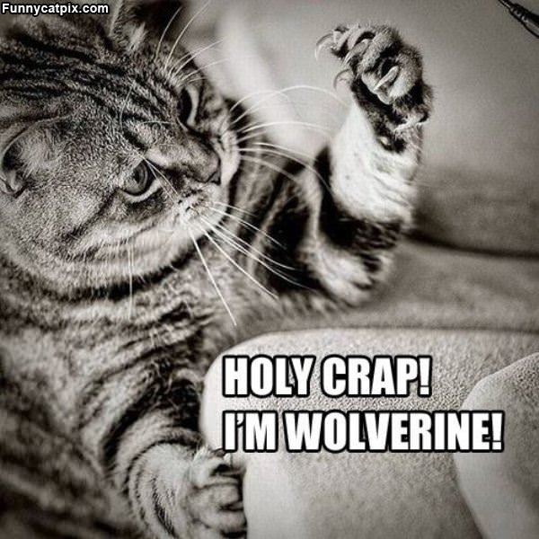 Wolverine