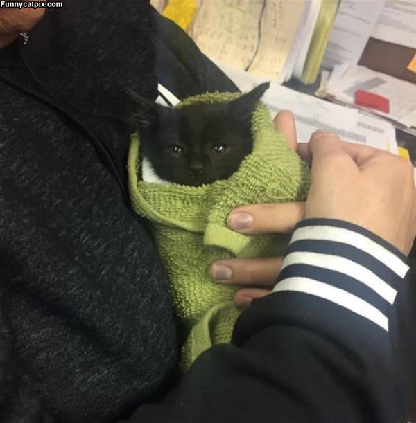 Wrapped Up Kitty