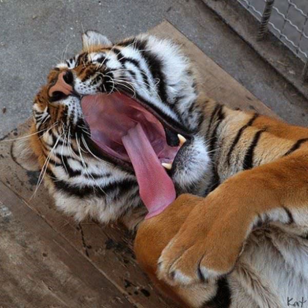 Yawwwwwwwn