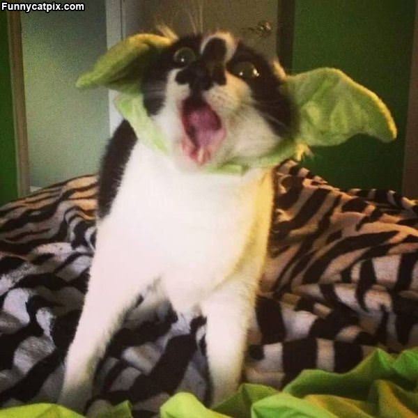 Yoda Whaaaaa