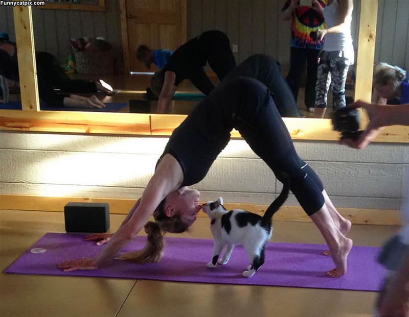Yoga With My Kitty