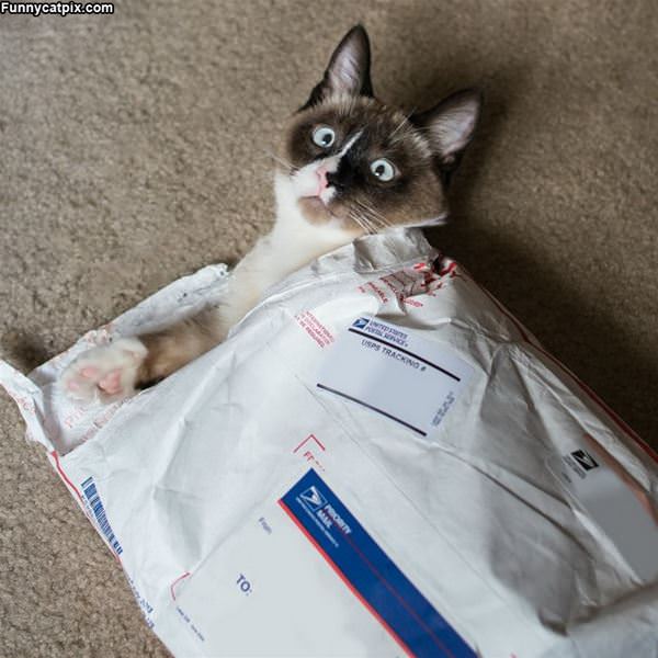 You Have Mail