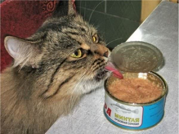 Yum Yum Cat Food