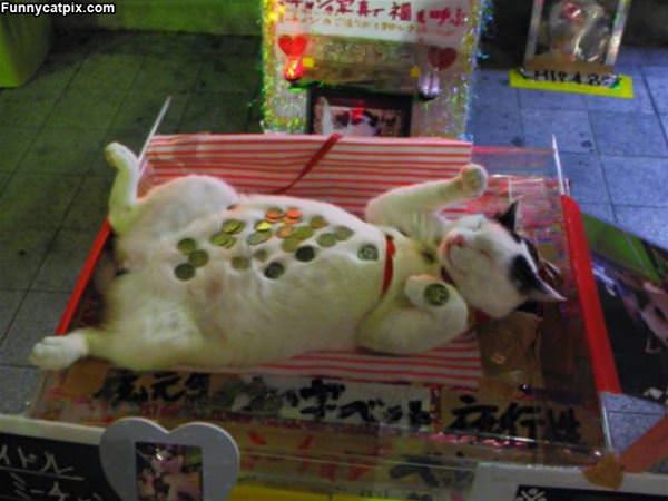 Zen Cat