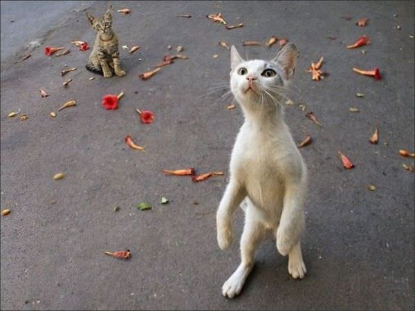 Zombie Cat Walks