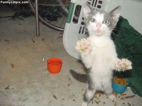 Zombie Kitten Wants Food