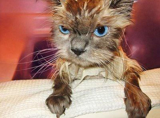 Angry wet cat