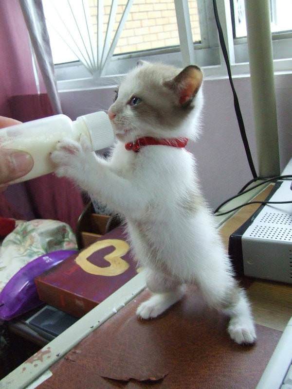 Baby Bottle Kitten