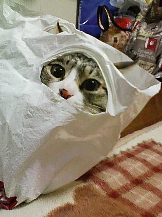 Bag cat