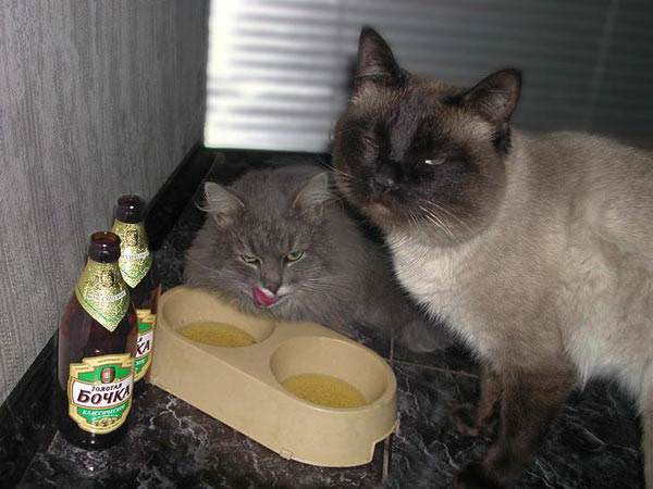 Drunk Cats