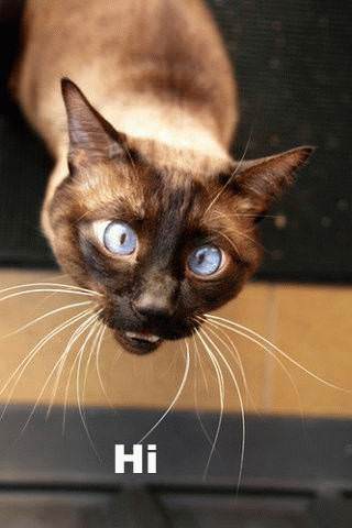 Huge Blue Eyes Cat