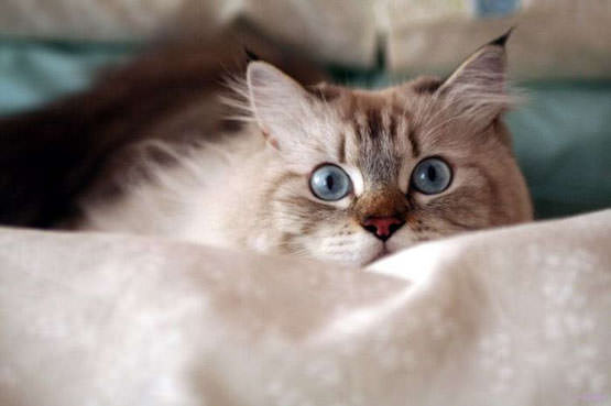 Big Eyes Cat