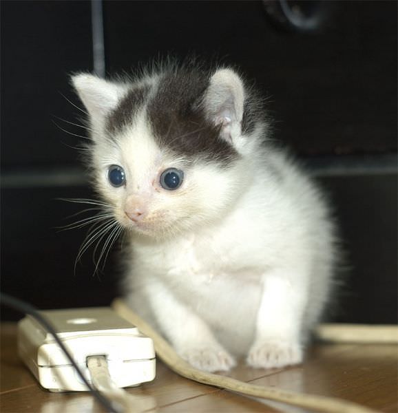 Big kitten eyes