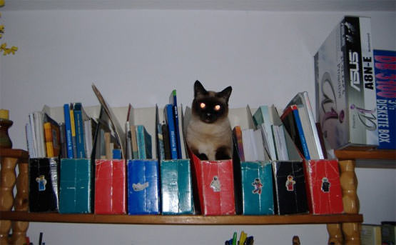 Book Cat