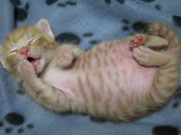 Bored Yawning Cat
