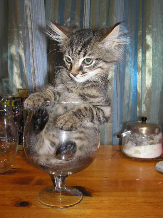 Cat in bowl
